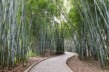 Arka plan bambu bitki Asya