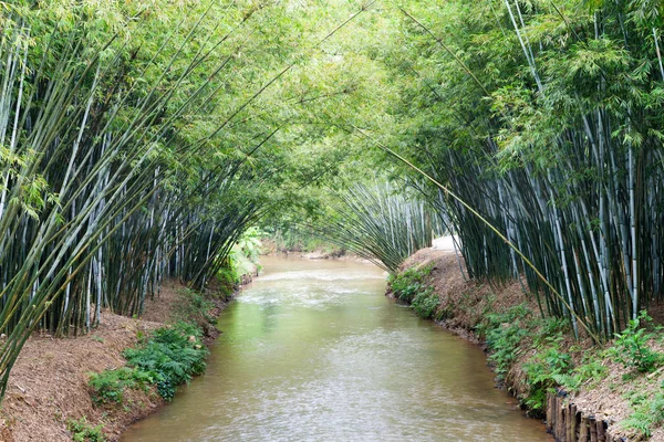 Fundo de plantas de bambu na Ásia — Fotografia de Stock