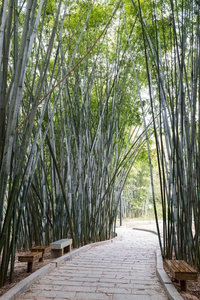 Antecedentes de plantas de bambú en Asia —  Fotos de Stock