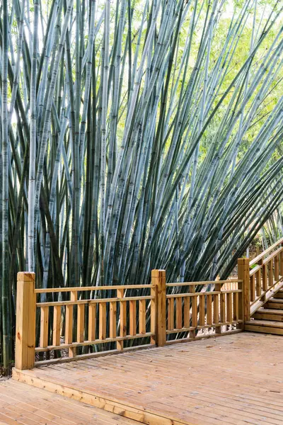 Fundo de plantas de bambu na Ásia — Fotografia de Stock