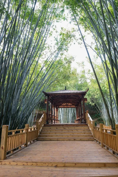 Hintergrund von Bambuspflanzen in Asien — Stockfoto