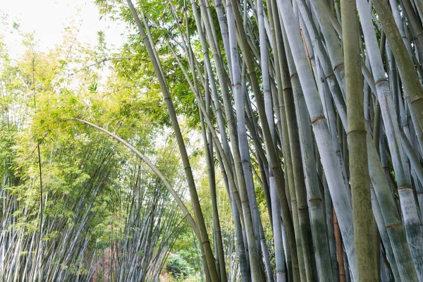 Antecedentes de plantas de bambú en Asia — Foto de Stock