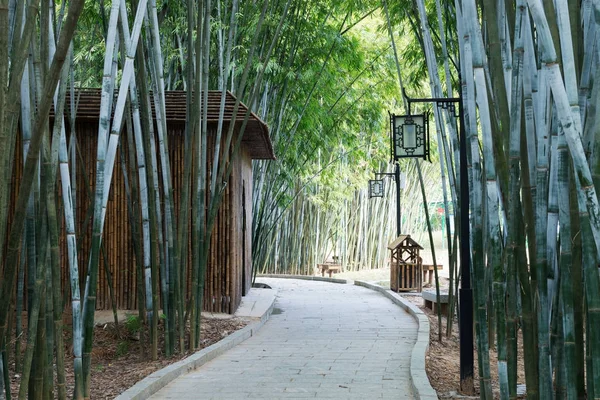 Antecedentes de plantas de bambú en Asia — Foto de Stock