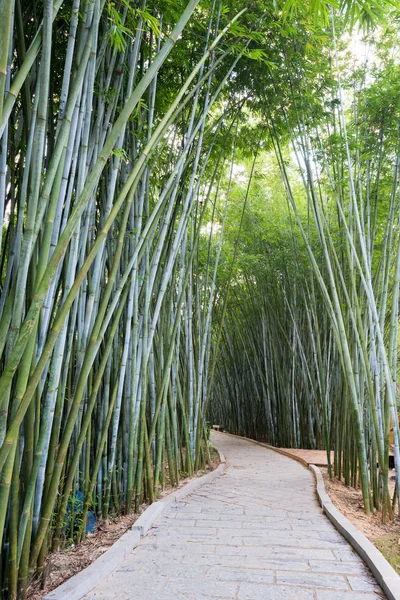 Hintergrund von Bambuspflanzen in Asien — Stockfoto