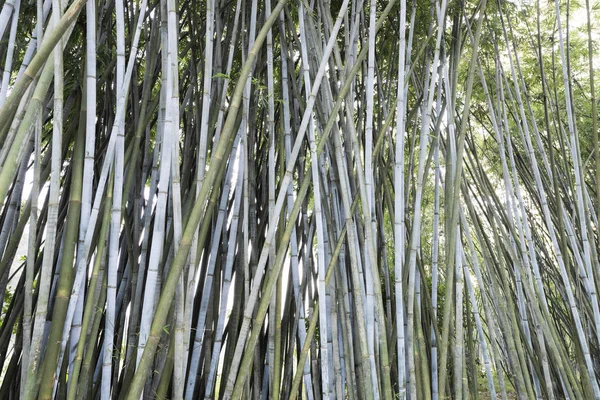 Background of bamboo plants in Asia