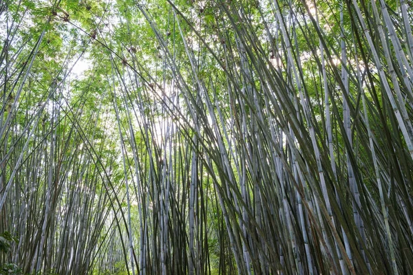 Fundo de plantas de bambu na Ásia — Fotografia de Stock