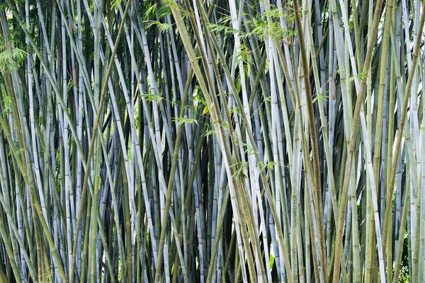 Background of bamboo plants in Asia