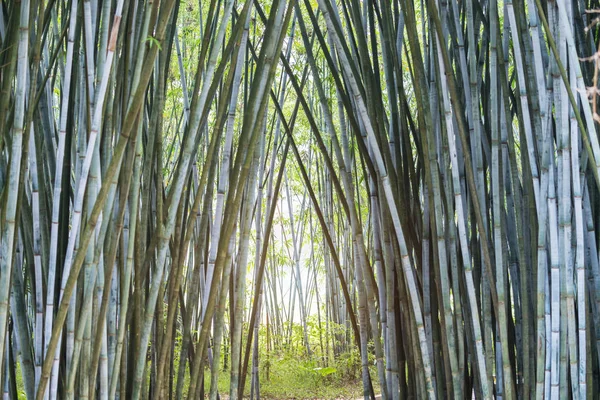Предпосылки / контекст бамбуковых растений в Азии — стоковое фото