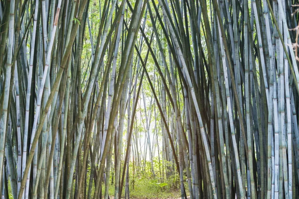 Fundo de plantas de bambu na Ásia — Fotografia de Stock