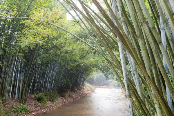 Antecedentes de plantas de bambú en Asia — Foto de Stock