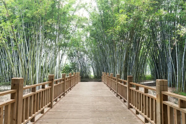 Background of bamboo plants in Asia — Stock Photo, Image