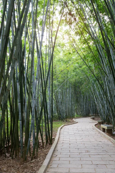 Background of bamboo plants in Asia — Stock Photo, Image