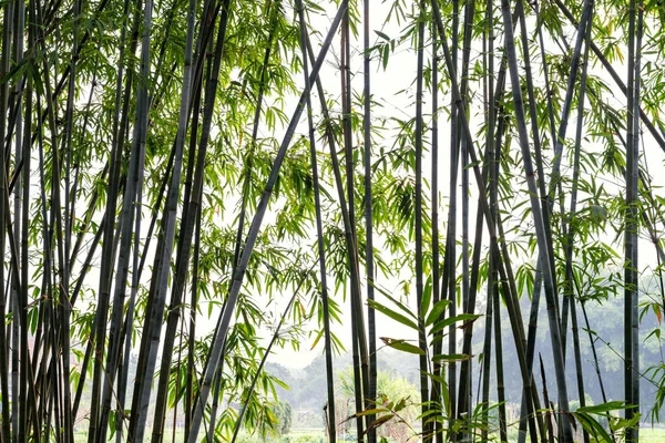 Background of bamboo plants in Asia — Stock Photo, Image