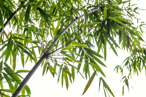 Предпосылки / контекст бамбуковых растений в Азии — стоковое фото