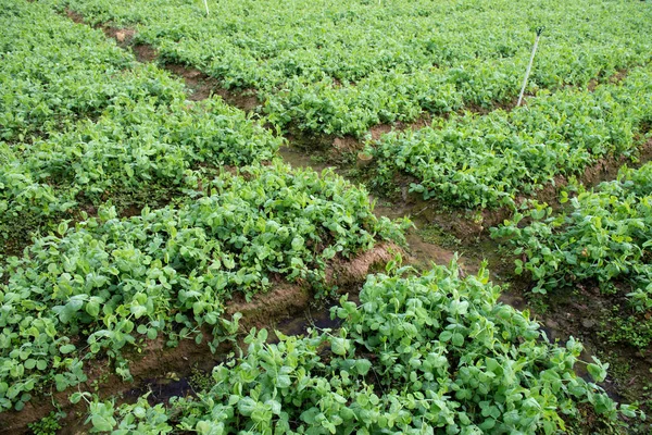 Verduras verdes cultivadas en jardines — Foto de Stock