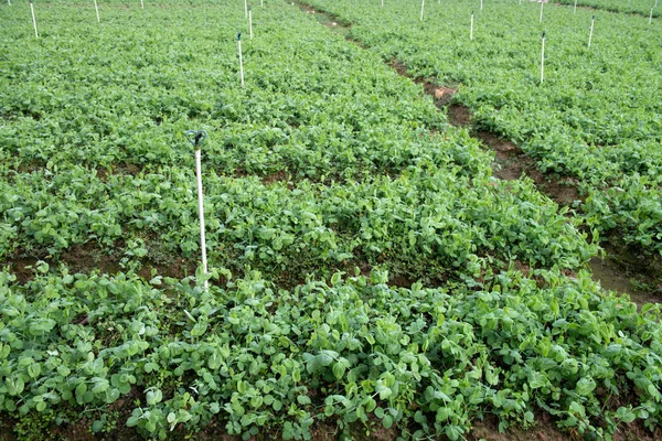 Verduras verdes cultivadas en jardines — Foto de Stock