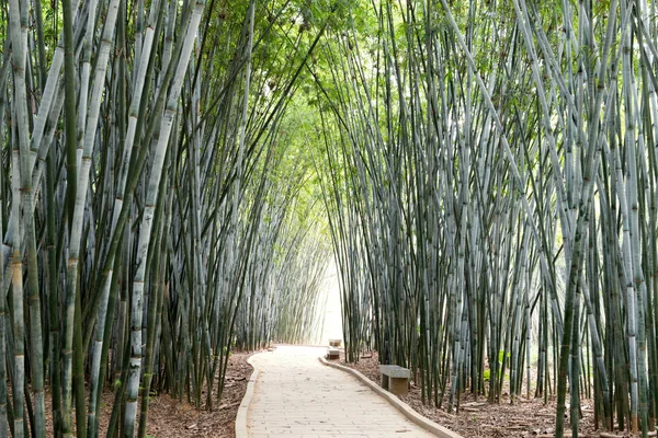 Antecedentes de plantas de bambú en Asia — Foto de Stock