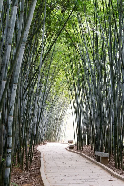 Arka plan bambu bitki Asya — Stok fotoğraf