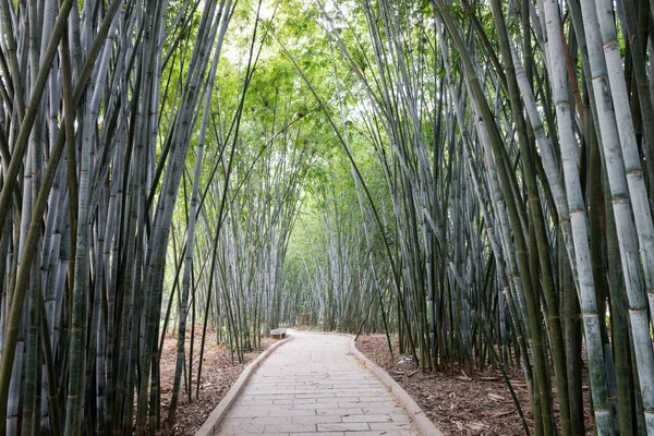 Antecedentes de plantas de bambú en Asia — Foto de Stock