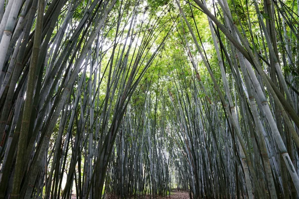 Background of bamboo plants in Asia — Stock Photo, Image