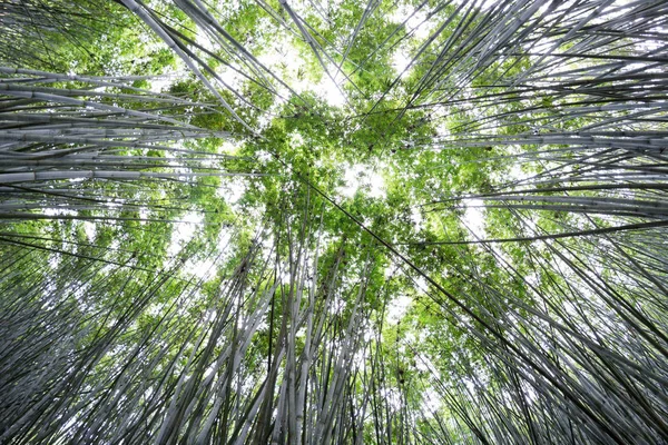Fundo de plantas de bambu na Ásia — Fotografia de Stock
