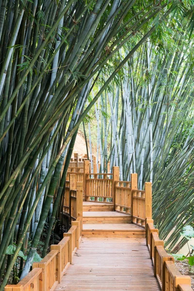 Hintergrund von Bambuspflanzen in Asien — Stockfoto