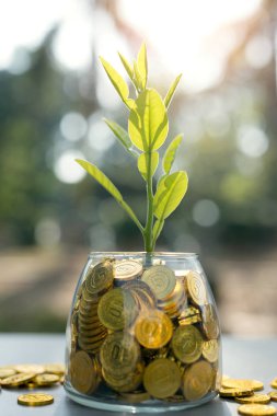 Altın cam kavanoza ekilen bitkiler