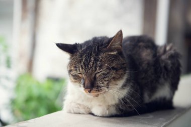 Kedi açık havada uyuyor