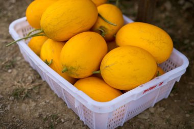 Ekim alanı içinde cantaloup