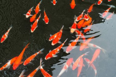 Su birikintisi içinde sazan