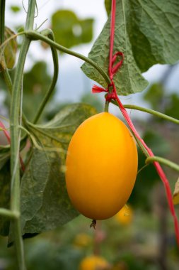 Ekim alanı içinde cantaloup