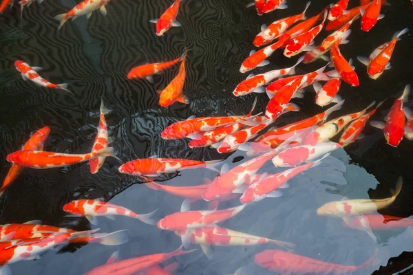 The carp in the pond — Stock Photo, Image
