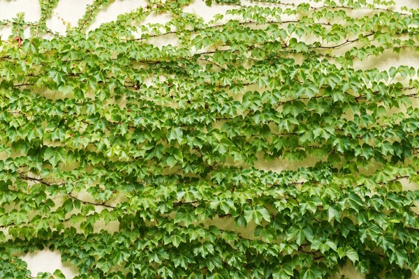 Wand aus grünem Klettern — Stockfoto