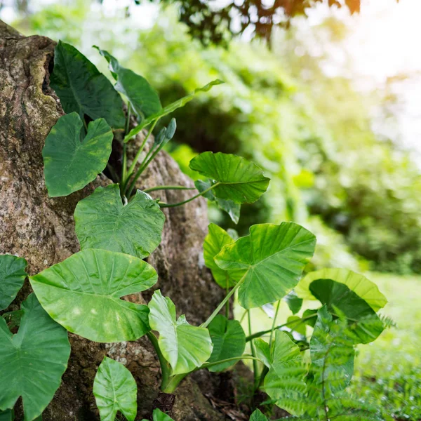 Les bourgeons sur le trou de l'arbre long des plantes — Photo