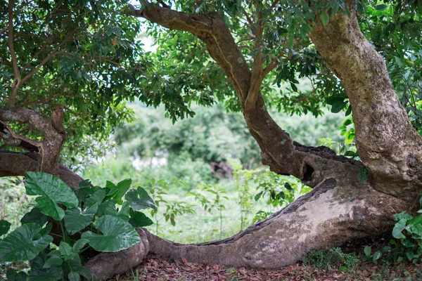 Бутони на деревній лунці довгі рослини — стокове фото