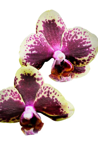 Białym Zamknij Się Hybrydowy Fioletowy Żółty Orchidei Phalaenopsis Rodziny — Zdjęcie stockowe