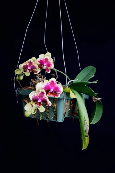 Elszigetelt Zár Megjelöl Egy Hibrid Lila Sárga Orchidea Phalaenopsis Család — Stock Fotó