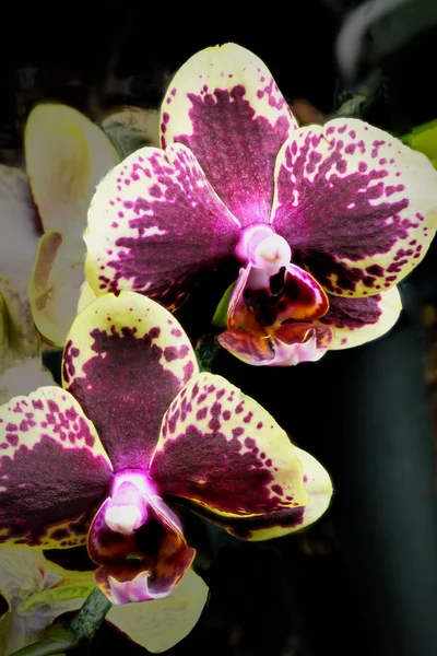 Isolated Close Hybrid Purple Yellow Orchid Phalaenopsis Family — Stock Photo, Image