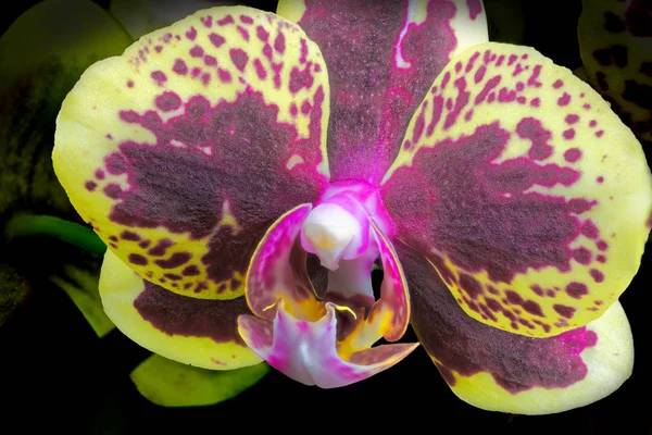 Izolovaná Blízko Hybridní Fialové Žluté Orchideje Phalaenopsis Rodiny — Stock fotografie