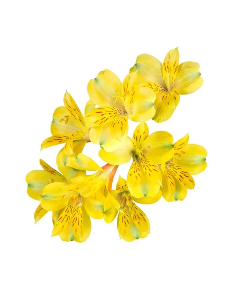 Primer Plano Una Hermosa Flor Roja Amarilla Sobre Blanco —  Fotos de Stock