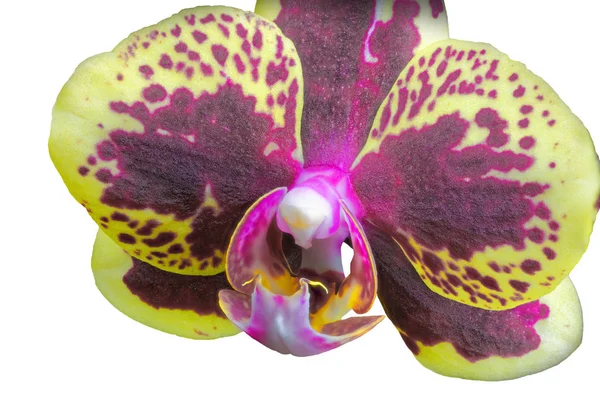 Aislado Primer Plano Una Orquídea Híbrida Púrpura Amarilla Familia Phalaenopsis —  Fotos de Stock