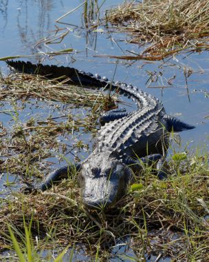 Amerikan timsahı (alligator mississippiensis) florida everglades içinde güneşin tadını çıkarma