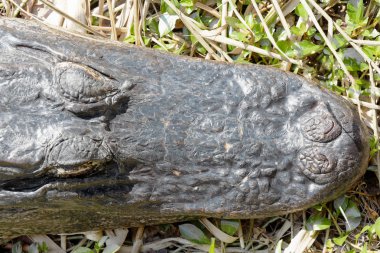 Amerikan timsahı (alligator mississippiensis) florida everglades içinde güneşin tadını çıkarma