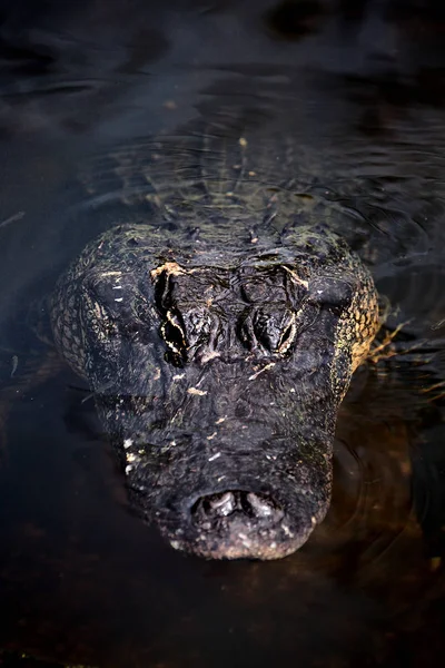 American Alligator Alligator Mississippiensis Nas Águas Dos Everglades Flórida — Fotografia de Stock