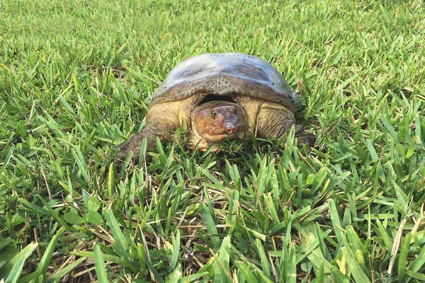 Tartaruga Concha Macia Flórida Juvenil Apalone Ferox Aquecendo Sol Flórida — Fotografia de Stock