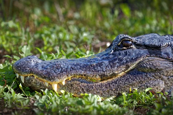 Jacaré Americano Alligator Mississippiensis Banhando Sol Nos Everglades Flórida — Fotografia de Stock