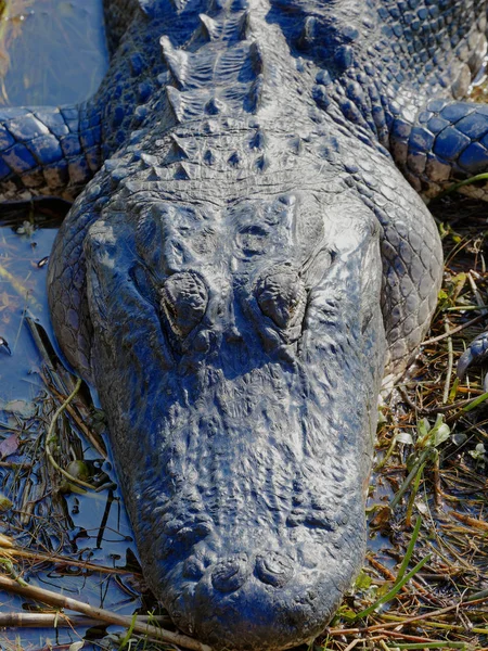 American Alligator Alligator Mississippiensis Basking Sun Florida Everglades — Stock Photo, Image