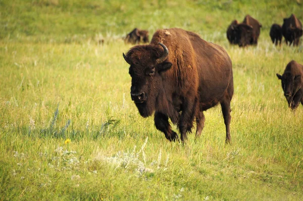 American Buffalo walking — Stock Photo, Image