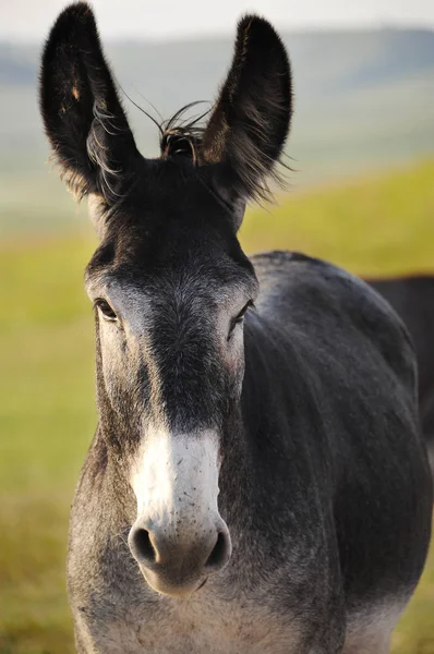 Burro avec de grandes oreilles — Photo