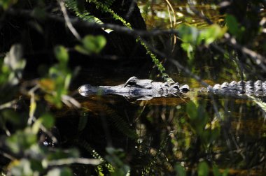 bir bataklık timsah